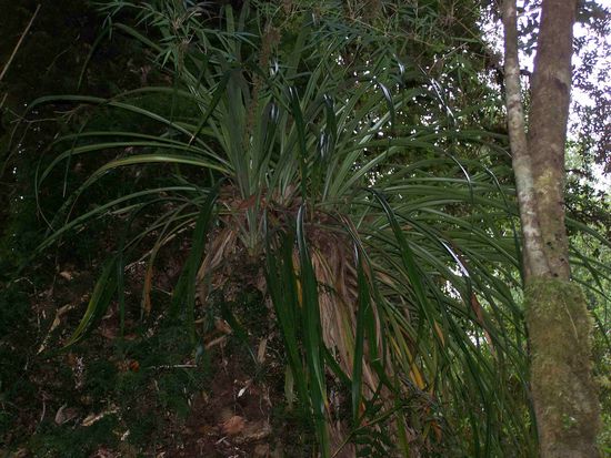 Pflanzen die es in Deutschland nur in der Gärtnerei gibt wachsen hier wild