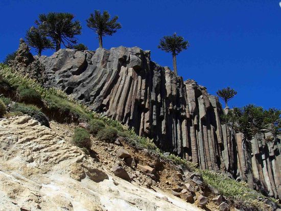 Araukarienbäume und Basaltfelsen