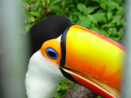 Hornbill