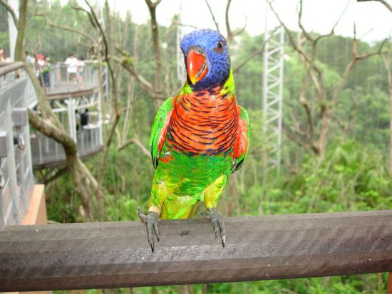 Rainbow Lorikeet