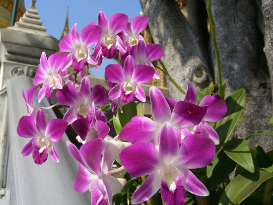 Orchideen im Königspalast...noch Fragen