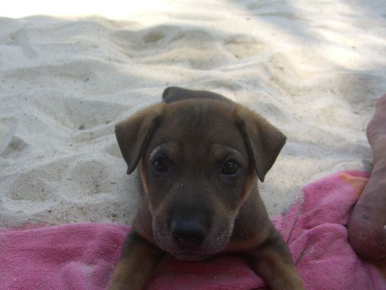 ein niedliches Hundebaby am Haad Yao Beach: Können diese Augen lügen?
