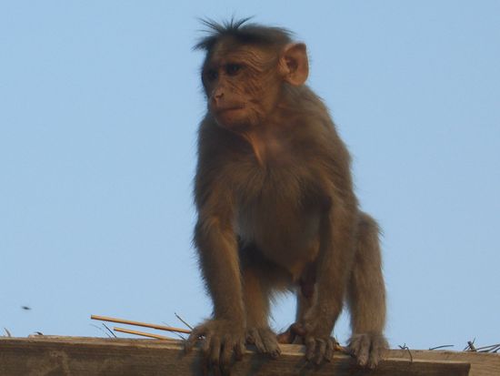 Affe auf dem Dach direkt vor meinem Guesthouse