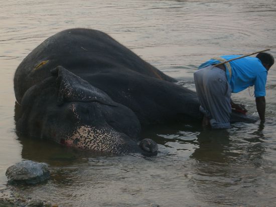 der heilige Tempelelefant wird im Fluss gewaschen