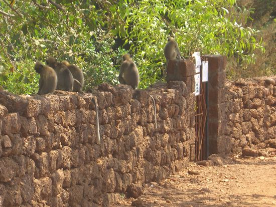 wilde Affen auf der Mauer in Gokarna
