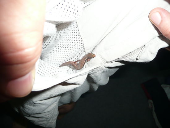 Die kleine Eidechse in Manfreds Hosentasche. Iss sie nicht suess?