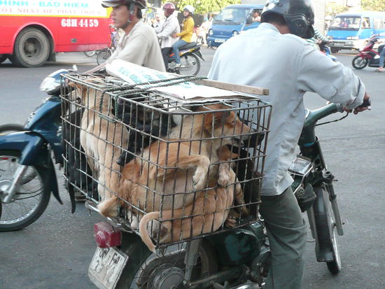 Ohne Worte und harter Tobak fuer alle Hundeliebhaber....