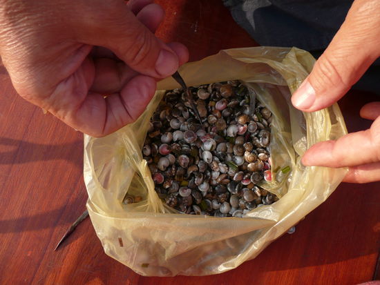 Das sind die winzig kleinen Muscheln und links neben der Tuete liegt so ein Kakteenstachel, mit denen man gekonnt umgehen muss....