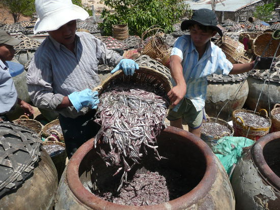Sardellen werden mit grobem Salz vermengt