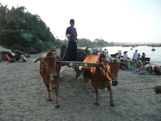 Frueh morgens am Fischerhafen in Mui Ne