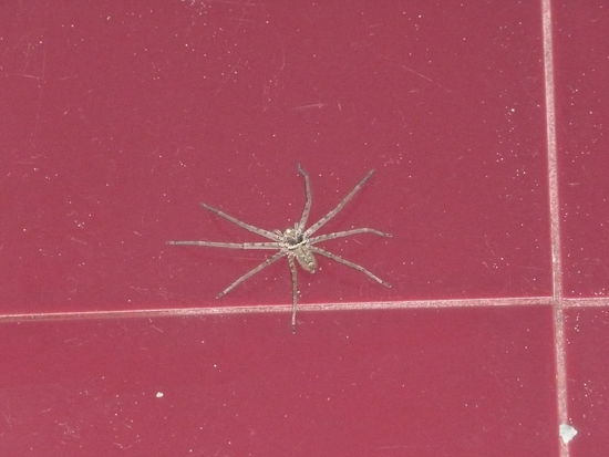 kurz drauf haben wir ihr das Licht ausgeloescht... sorry, aber wer von euch haette beruhigt schlafen koennen?