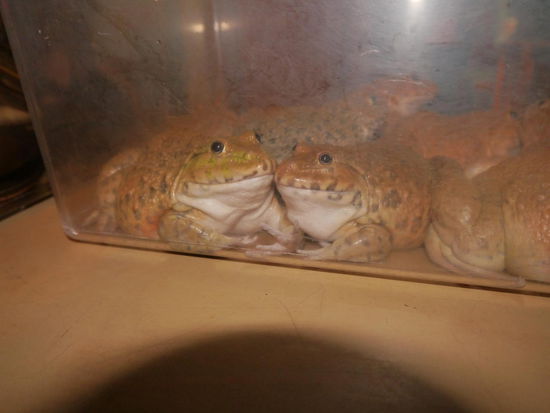 Hm, die haben wir leider zu spaet entdeckt...aber morgen ist auch noch ein Tag