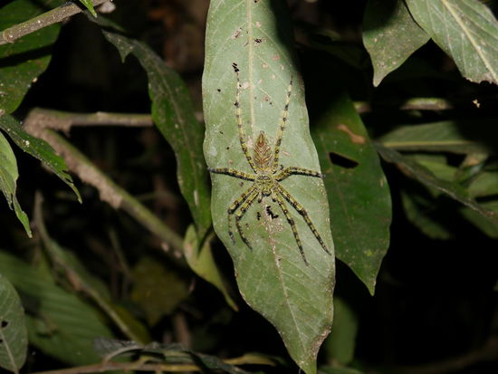 keine Ahnung, was das ist - aber groß auf jeden Fall (ca. 15 cm über Stefans Kopf...)