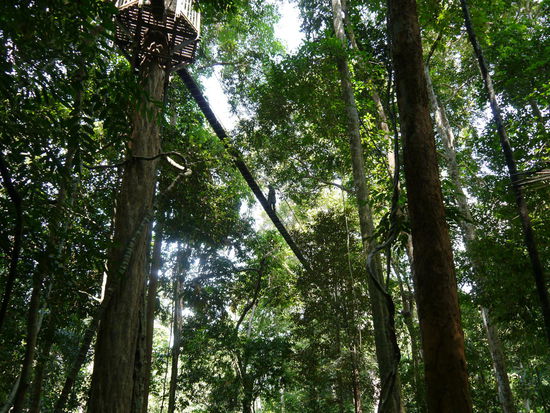 der Canopy Walkway von unten