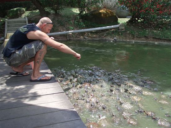erkennet dir die tier??
hunderti vo schildkroet hei ae schissfreud ka womer z fuetter hei fueregno...