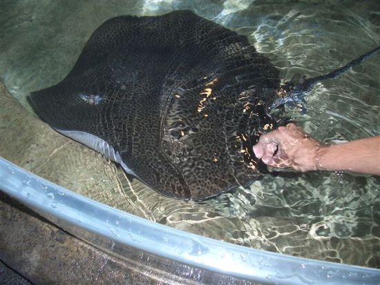 strichelzoo, womer haie und roche hei choene alaenge, brrrr....
