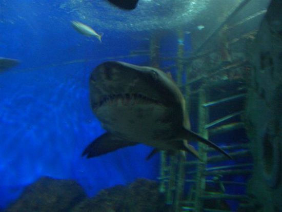 phuuuu, heiter nid chli angscht?? dae hai isch 20cm ueber uesem kopf dueregschwumme...im 80metertunnel vom underwaterworld.