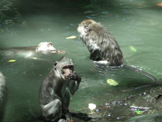 lustige affen beim spielen im tempelbrunnen...