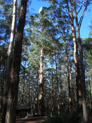 schaut gut hin, 52meter hoher aussichtsbaum im karriwald. von dort oben hatte man eine super aussicht. (kusi war oben aber kudi hatte natuerlich schiss,hahahaha)