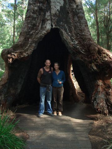 hier waren wir bei den gigantischen big trees...walk of the giants...die koennen ueber 90 meter hoch werden...
