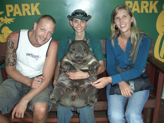 unser neues lieblingstier, der unvergessliche, coole WOMBAT....