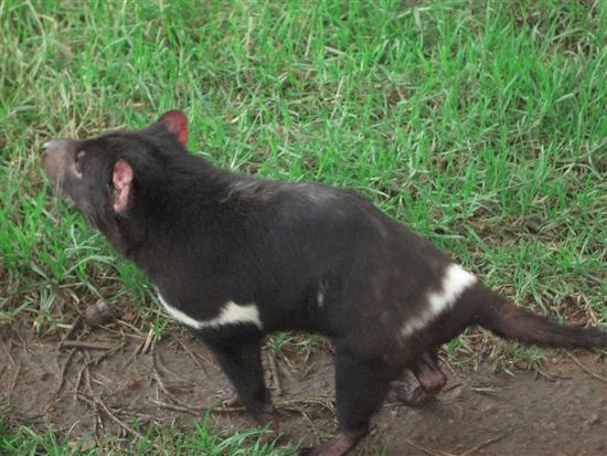 tasmanischer teufel, der hat 4x mehr bisskraft als ein pittbullterrierhund.
WAHNSINN!!!!
