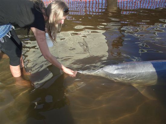 kudi am delfin fuettern...