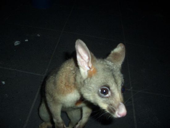 freches possum zu besuch....