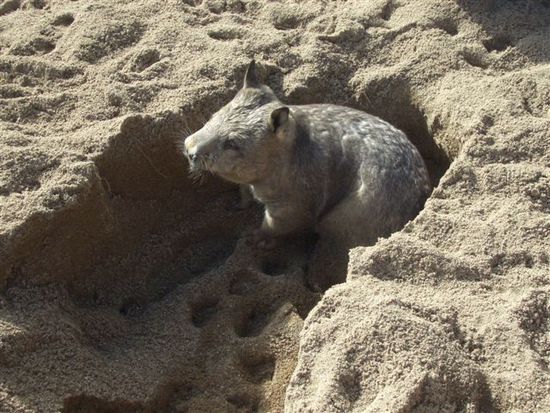 joeeeeehhhhh, unser lieber wombat...der ist einfach zum knuddeln....