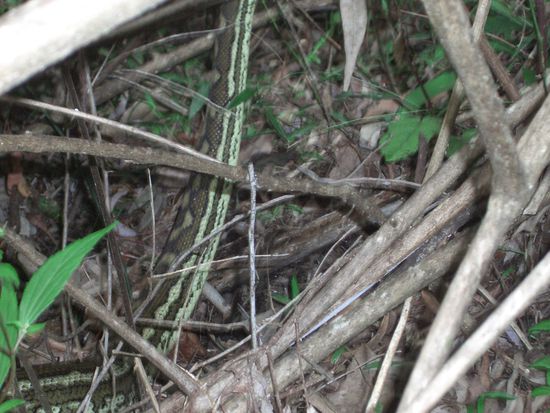 unser schlangenabenteuer,brrrrrr