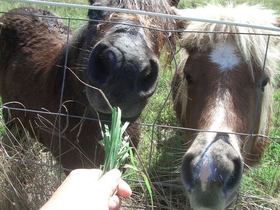 zwei schnuselige ponys....