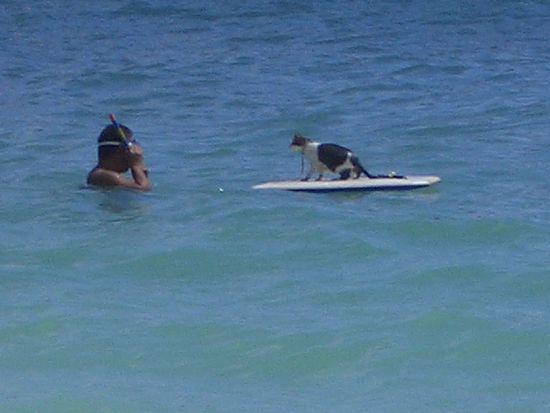 die spinnen die hawaiianer...hahahaha
buesi auf dem bodyboard 