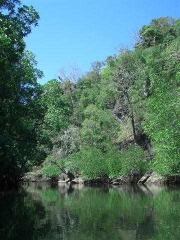 mangrovenflussfahrt zu dae crocodile caves. chlini krokodil heimer sogar gseh aber leider nid uf d linse bracht...