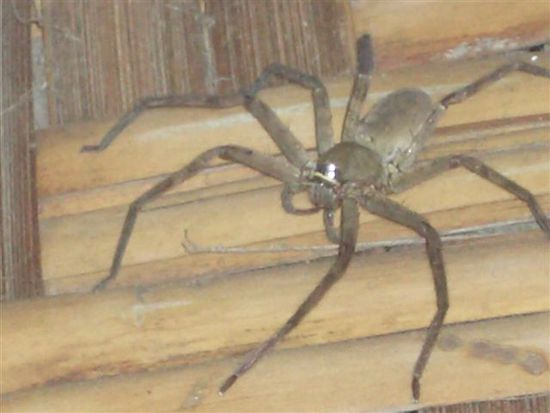 hiiiiiiiiiiiilllffeeee, drue soettegi handgrossi, absolut grusige spinnelae heimer a eim tag i usem bungalow ka....kusi het au platt gmacht!!!aer isch schoen froh hett aer sae verwuetscht, suesch haettemer no waege kudi soeue huesli waechsle wie dir oeich choeit daenke....