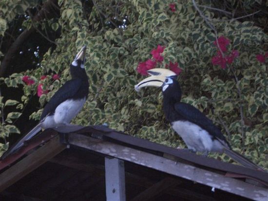 ganz cooli voegu, di hornbillbird si i schaare uf dr ganze insle frei umegfloge