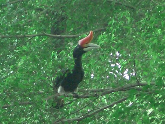 hornbillbird in kuala lumpur imene vogupark zmitzt idr stadt.