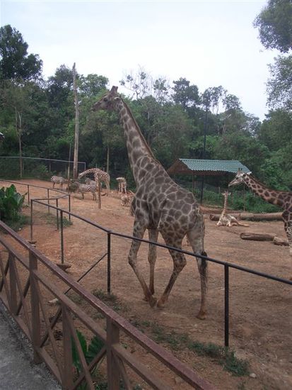 mir stuune jedesmau ume wi gross d giraffe eigaendlech si..