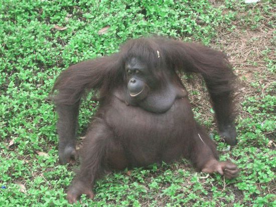 dae isch ja dr oberknueller gsi, mir hei ues eine abgroelet an daem orang-utan wibli...hahahaha