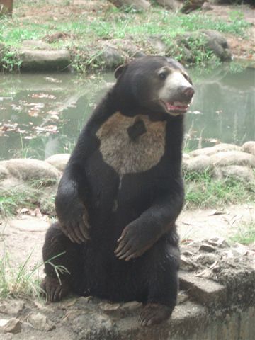 di baere si wi chlini ching gsi... :0)