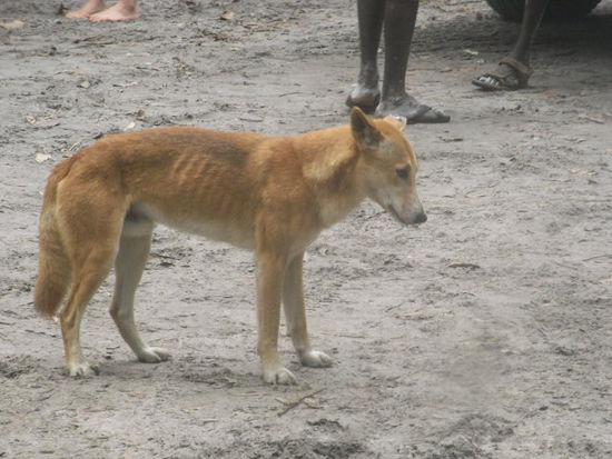 Dingos. Sehen niedlich aus, sind aber
auch fuer Menschen gefaehrlich.