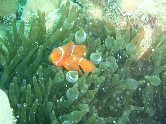 Nemo