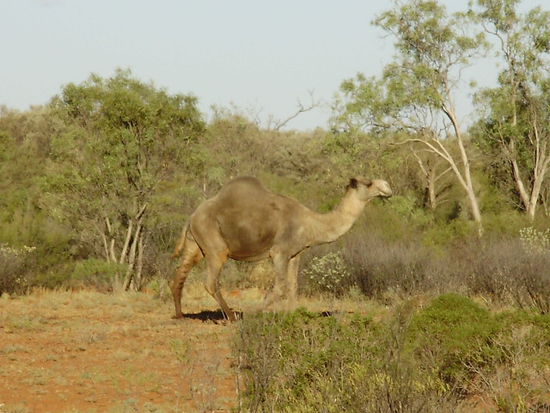 Kamel in freier Natur