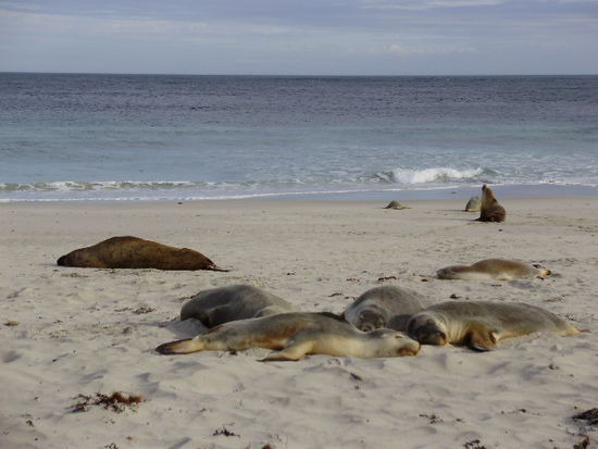 Seal Bay - Dutzende Seeloewen