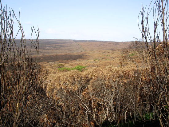 Alles verbrannt von den Waldbraenden