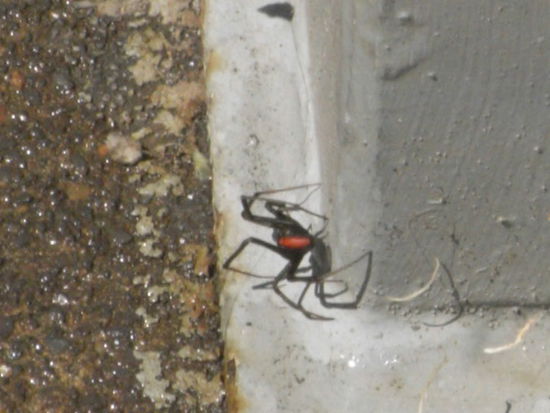 Red Back Spider Web