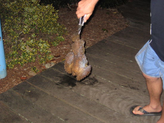 Stonefish. Don't touch!