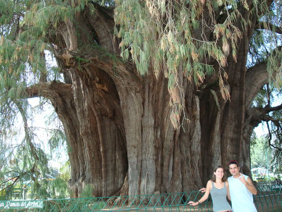 Im Dorf Santa Maria El Tule befindet sich diese riesige Sabino-Zypresse. Sie ist 2000 Jahre alt, hat einen Umfang von 50m und eine Hoehe von 42m.