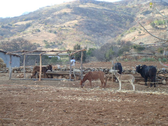 Auf der kurzen Wanderung zurueck zum Turibus: schoene Landschaften und kleine Landwirtschaftsbetriebe
