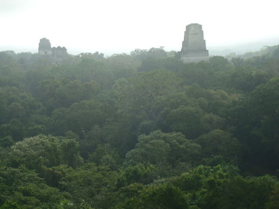 Ausblick vom Tempel IV (man sieht links Tempel I und II und rechts Tempel V)