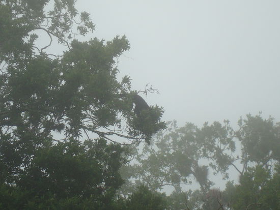 Auch die Tiere machen sich bemerkbar. Wer sieht den Affen?